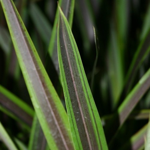 Phormium t. Chocomint - 2Ltr - Image 2