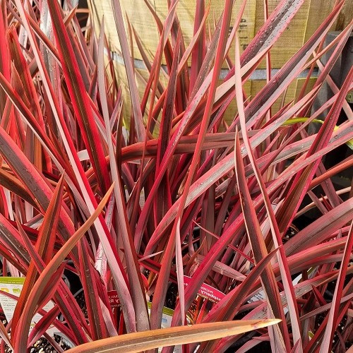 Phormium t. Raspberry Ripple - 2Ltr