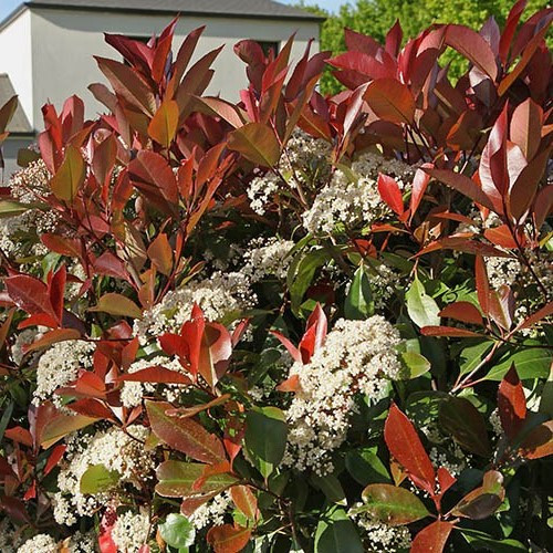 Photinia x Red Robin - 25Ltr - Image 2