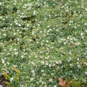 Pimelea Misty Blue - 1.5Ltr