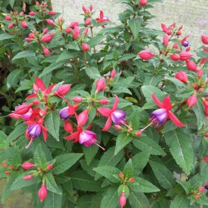 Fuchsia x Pink Fantasia