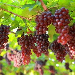 Grape Pink Muscatel