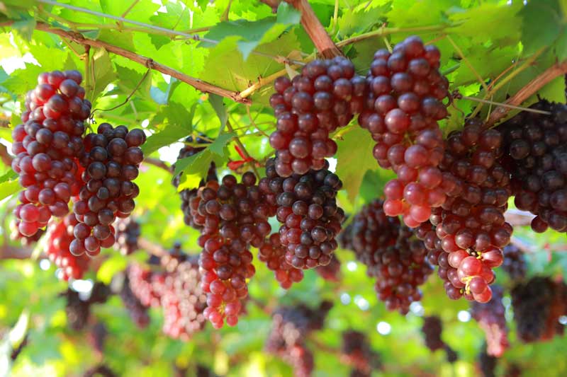 Grape Pink Muscatel