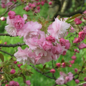 Prunus Pink Perfection STD 1.8m