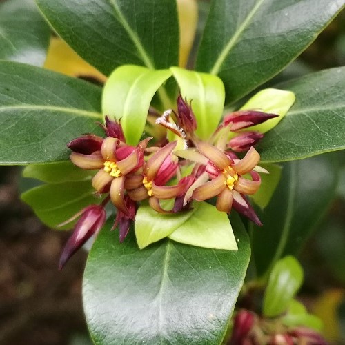 Pittosporum cornifolium, Tawhirikaro - Pb12 - Image 2
