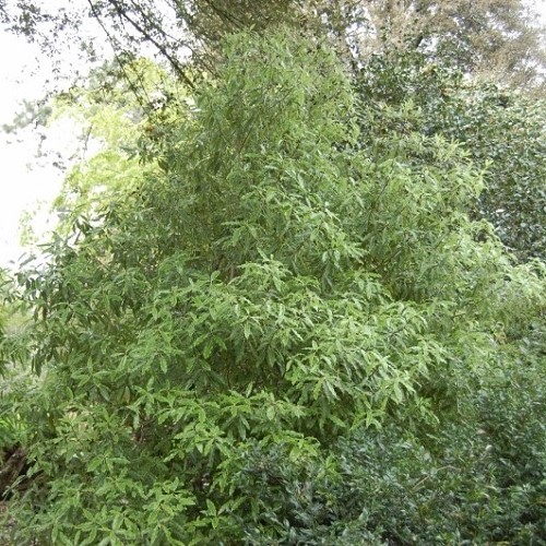 Pittosporum eugenioides, Tarata - Pb6.5