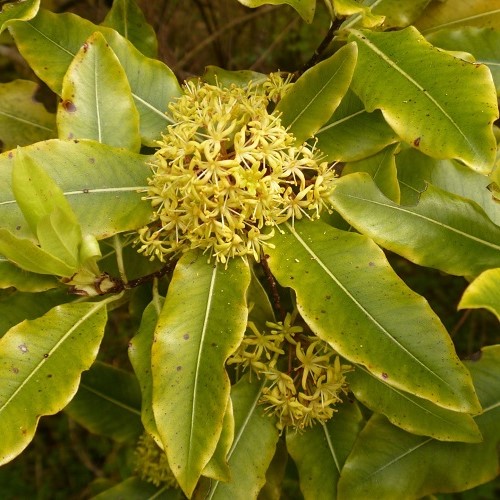 Pittosporum eugenioides, Tarata - Pb6.5 - Image 2