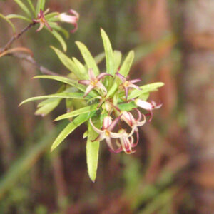 Pittosporum pimeleoides