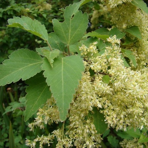 Plagianthus regius, Ribbonwood - Pb28/45Ltr - Image 3