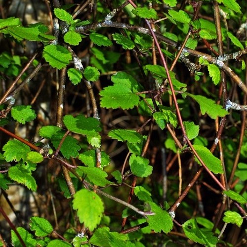 Plagianthus regius, Ribbonwood - Pb28/45Ltr - Image 2