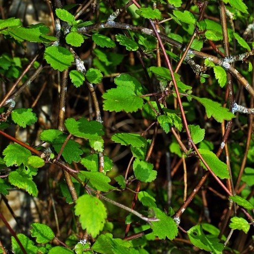 Plagianthus regius, Ribbonwood - Pot - Image 2