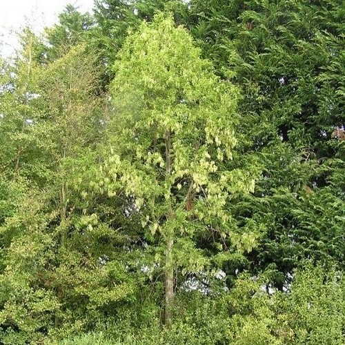 Plagianthus regius, Ribbonwood - Pb28/45Ltr