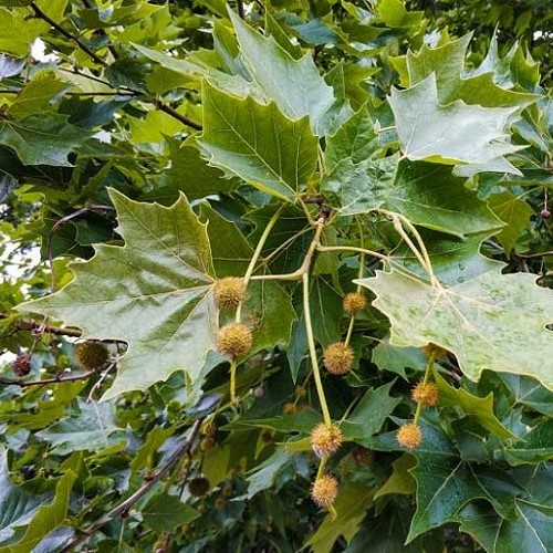 Platanus hispanica, London Plane - 25ltr (250/300) - Image 2