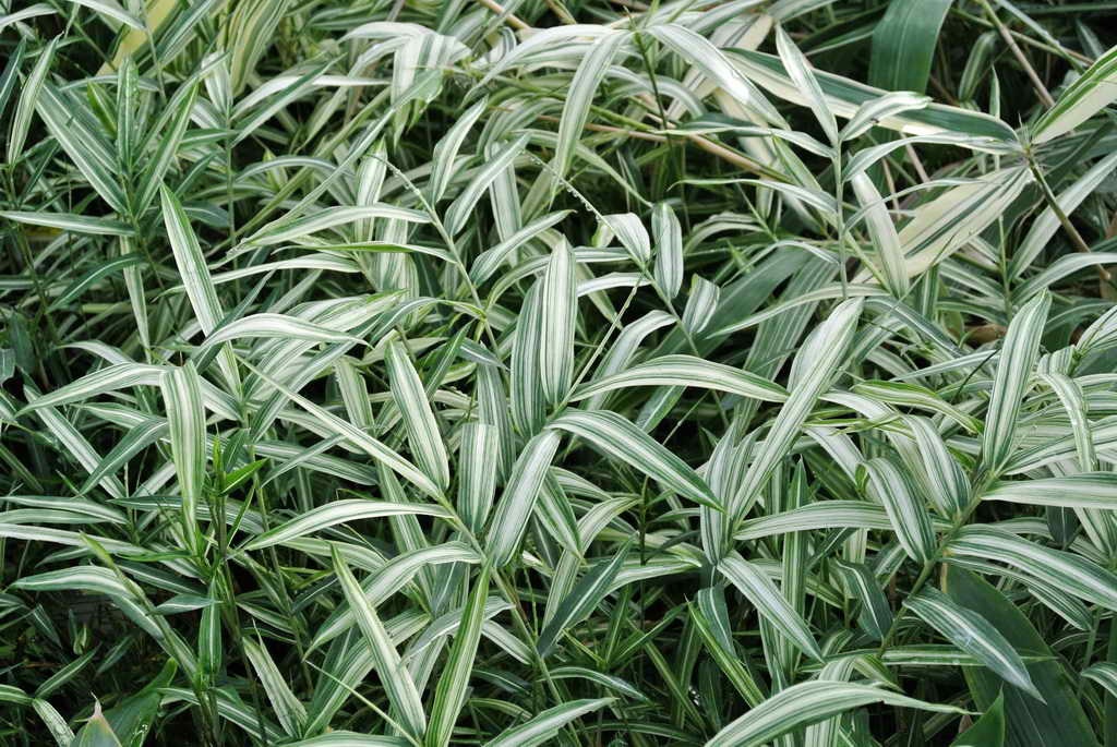 Pleioblastus f. Variegatus, Dwarf Whitestripe Bamboo