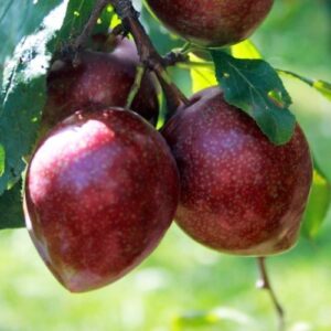 Plum Omega – 25ltr Espaliered on a Frame