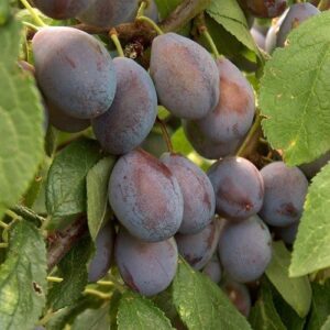 Prune Plum Costas Pick - 25ltr Large Grade Espaliered on a Frame