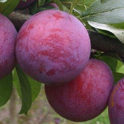 Plum Teak Gold