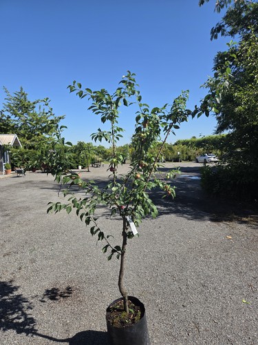 Christmas Giving Tree Set: Fruit Tree Edition- 3 trees