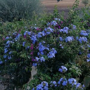 Plumbago capensis