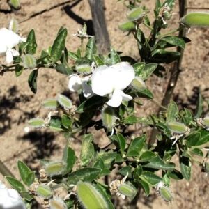 Podalyria Compact White Gem