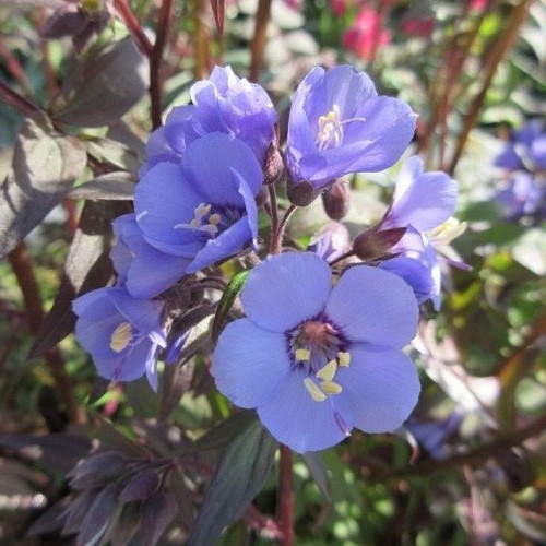 Polemonium Heaven Scent, Jacob's Ladder - 1.5Ltr - Image 2