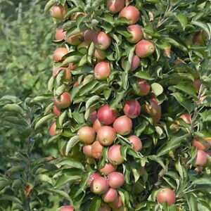 Apple Polka