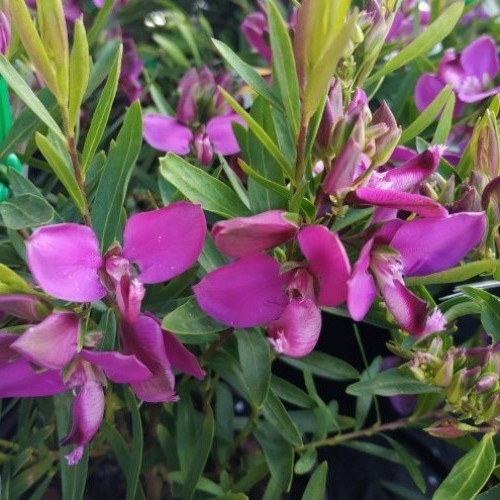Polygala Little Charmer - 2.5Ltr - Image 2