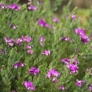 Polygala Dazzler - Pb12