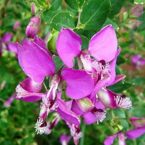 Polygala Dazzler - Pb12 - Image 2