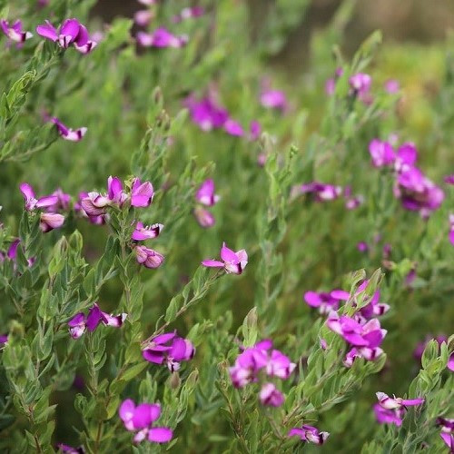 Polygala Dazzler - Pb12