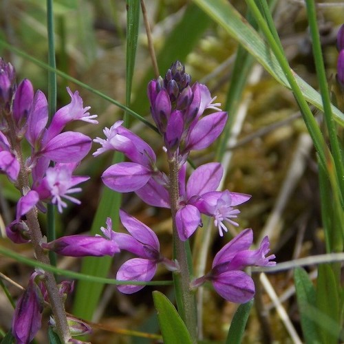 Polygala vulgaris - Pb6.5 (20/25)