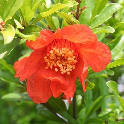 Punica granatum - Pomegranate - 1.5Ltr
