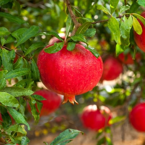 Punica granatum - Pomegranate - 1.5Ltr - Image 2