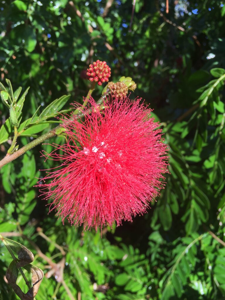 Calliandra haematocephala, Powder Puff White - Image 2