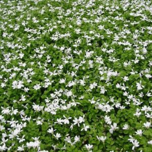 Pratia Glacier White - 1Ltr