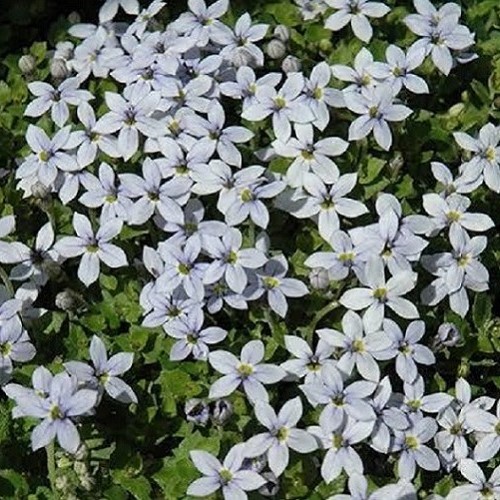 Pratia Sky Blue - 1.4Ltr - Image 2