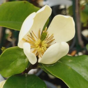 Michelia Princess Cinderella