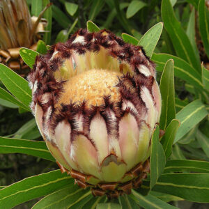 Protea lepidocarpodendron, Black Mink - 3.5Ltr