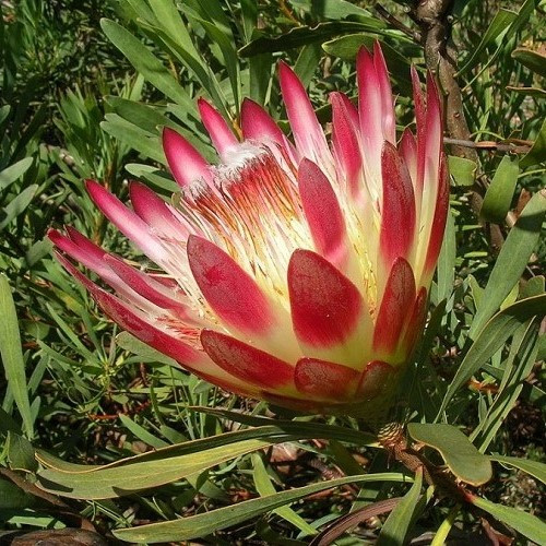 Protea repens, Sugar Bush - 2.5Ltr - Image 2