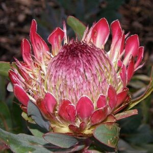 Protea Sylvia - 3.5Ltr