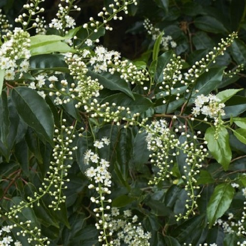 Prunus lusitanica, Portugal Laurel - 1.2m stem, topiary standard 35ltr