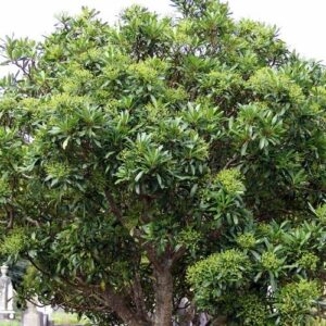 Pseudopanax lessonii, Houpara - PB12