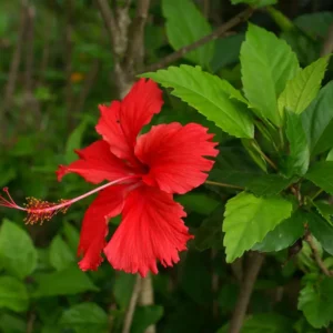 Hibiscus Psyche