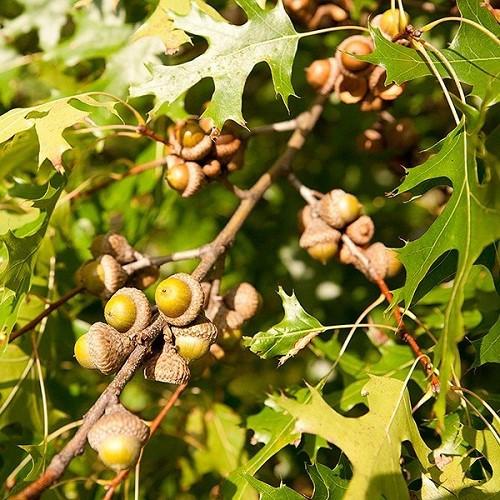 Quercus coccinea, Scarlet Oak - Pb28/Pb60 - Image 2