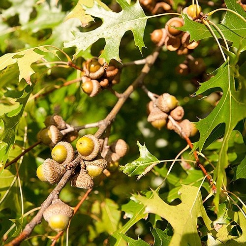 Quercus coccinea, Scarlet Oak - Pb12 - Image 2
