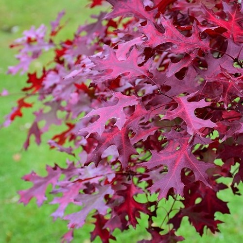 Quercus coccinea, Scarlet Oak - Pb12 - Image 3