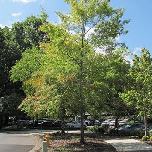 Quercus coccinea, Scarlet Oak - Pb12