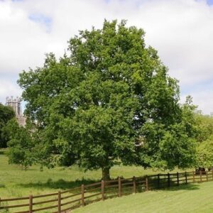 Quercus robur, English Oak  - Pb18