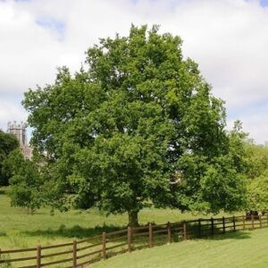 Quercus robur, English Oak  - Pb28/Pb40