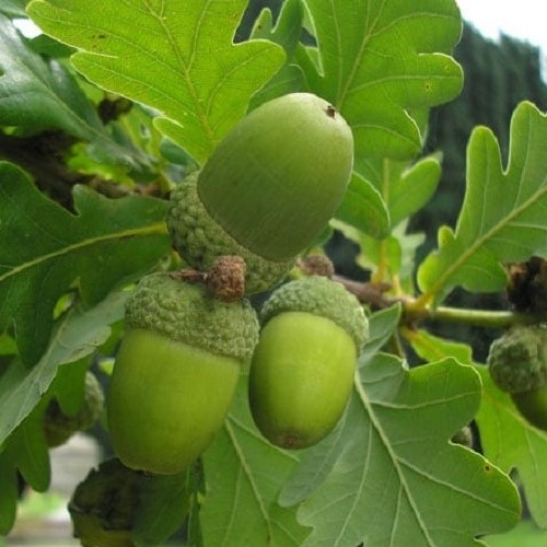 Quercus robur, English Oak - Pb28/Pb40 - Image 3